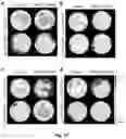 Fig. 15 - Bioreducible N-oxide-based probes for imaging of hypoxia