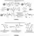 Fig. 04 - Epimerization-free N to C solid-phase peptide synthesis