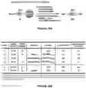 Fig. 23 - Epimerization-free N to C solid-phase peptide synthesis