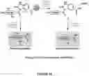 Fig. 27 - Epimerization-free N to C solid-phase peptide synthesis