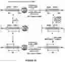 Fig. 36 - Epimerization-free N to C solid-phase peptide synthesis