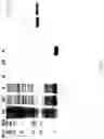 Fig. 03 - METHOD FOR SEPARATING AND PURIFYING MUSSEL ADHESIVE PROTEIN