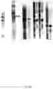 Fig. 04 - METHOD FOR SEPARATING AND PURIFYING MUSSEL ADHESIVE PROTEIN
