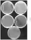 Fig. 08 - METHOD FOR SEPARATING AND PURIFYING MUSSEL ADHESIVE PROTEIN
