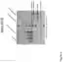 Fig. 05 - NUCLEIC ACID ENCODING GENETICALLY ENGINEERED GROWTH FACTOR VARIANTS