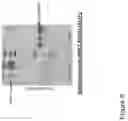 Fig. 10 - NUCLEIC ACID ENCODING GENETICALLY ENGINEERED GROWTH FACTOR VARIANTS