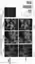 Fig. 24 - NUCLEIC ACID ENCODING GENETICALLY ENGINEERED GROWTH FACTOR VARIANTS