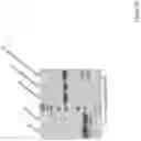 Fig. 27 - NUCLEIC ACID ENCODING GENETICALLY ENGINEERED GROWTH FACTOR VARIANTS