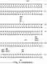 Fig. 18 - Modified Latency Associated Protein Construct