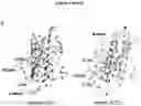 Fig. 06 - Cretion-competent muteins of the human IL-27 alpha-subunit