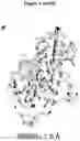 Fig. 07 - Cretion-competent muteins of the human IL-27 alpha-subunit