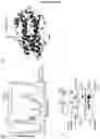 Fig. 10 - Cretion-competent muteins of the human IL-27 alpha-subunit
