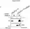 Fig. 17 - Cretion-competent muteins of the human IL-27 alpha-subunit