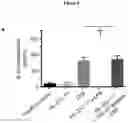 Fig. 24 - Cretion-competent muteins of the human IL-27 alpha-subunit