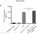 Fig. 25 - Cretion-competent muteins of the human IL-27 alpha-subunit
