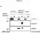 Fig. 26 - Cretion-competent muteins of the human IL-27 alpha-subunit