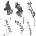 Fig. 04 - Compositions and methods for treating and/or preventing pathogenic fungal infection and for maintenance of microbiome commensalism