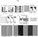 Fig. 08 - Compositions and methods for treating and/or preventing pathogenic fungal infection and for maintenance of microbiome commensalism