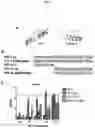 Fig. 14 - Compositions and methods for treating and/or preventing pathogenic fungal infection and for maintenance of microbiome commensalism
