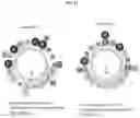 Fig. 19 - Compositions and methods for treating and/or preventing pathogenic fungal infection and for maintenance of microbiome commensalism