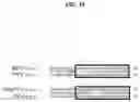 Fig. 23 - Compositions and methods for treating and/or preventing pathogenic fungal infection and for maintenance of microbiome commensalism