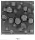 Fig. 03 - Generation of hemoglobin-based oxygen carriers using elastin-like polypeptides