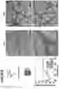 Fig. 03 - Supramolecular high affinity protein-binding system for purification of biomacromolecules