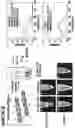 Fig. 06 - Supramolecular high affinity protein-binding system for purification of biomacromolecules