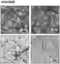 Fig. 07 - Supramolecular high affinity protein-binding system for purification of biomacromolecules