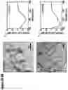 Fig. 10 - Supramolecular high affinity protein-binding system for purification of biomacromolecules