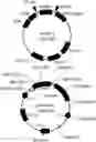 Fig. 01 - Antibody capable of binding to norovirus, composite, detection device and method using the same