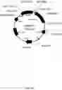 Fig. 03 - Antibody capable of binding to norovirus, composite, detection device and method using the same