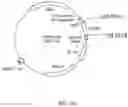 Fig. 21 - Antibody capable of binding to norovirus, composite, detection device and method using the same