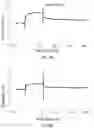 Fig. 14 - Antibody capable of binding to norovirus, composite, detection device and method using the same
