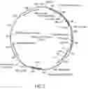 Fig. 03 - Flavivirus neutralizing antibodies and methods of use thereof