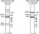 Fig. 01 - DbpA antibodies and uses thereof
