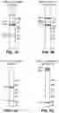 Fig. 02 - DbpA antibodies and uses thereof