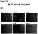 Fig. 78 - ANTI-NGF COMPOSITIONS AND USE THEREOF