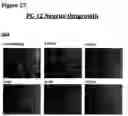 Fig. 79 - ANTI-NGF COMPOSITIONS AND USE THEREOF