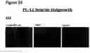 Fig. 80 - ANTI-NGF COMPOSITIONS AND USE THEREOF