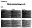 Fig. 81 - ANTI-NGF COMPOSITIONS AND USE THEREOF