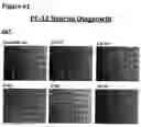 Fig. 83 - ANTI-NGF COMPOSITIONS AND USE THEREOF