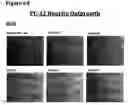 Fig. 86 - ANTI-NGF COMPOSITIONS AND USE THEREOF