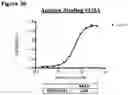 Fig. 58 - METHODS OF PREVENTING INFLAMMATION AND TREATING PAIN USING ANTI-NGF COMPOSITIONS