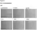 Fig. 85 - METHODS OF PREVENTING INFLAMMATION AND TREATING PAIN USING ANTI-NGF COMPOSITIONS