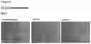 Fig. 87 - METHODS OF PREVENTING INFLAMMATION AND TREATING PAIN USING ANTI-NGF COMPOSITIONS