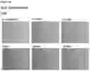 Fig. 90 - METHODS OF PREVENTING INFLAMMATION AND TREATING PAIN USING ANTI-NGF COMPOSITIONS