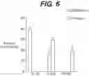 Fig. 07 - Method for treating lupus by administering an anti-IL-12 antibody