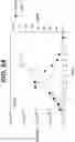 Fig. 11 - Method for treating lupus by administering an anti-IL-12 antibody