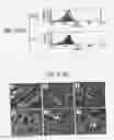 Fig. 07 - IMMUNOPOTENTIATIVE COMPOSITION